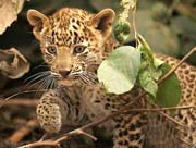 Wildlife Sanctuaries